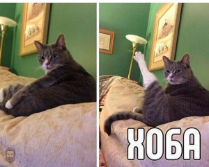 Create meme: you, create meme, hoba meme cat