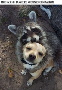 Create meme: animals raccoon, animals cute, animals funny