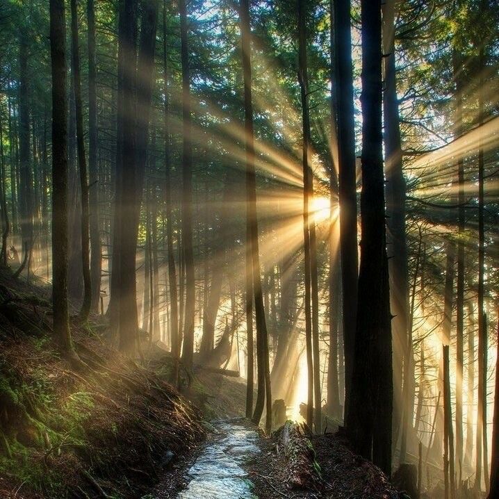 Create meme: dawn in the forest, morning in the forest, the rays of the sun in the forest