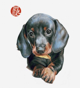 Create meme: Dachshund , puppies fees, Dachshund dog