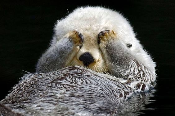 Create meme: sea otter sea otter, funny animals , sea otter