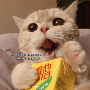 Create meme: cute cat, funny cute cats, cat