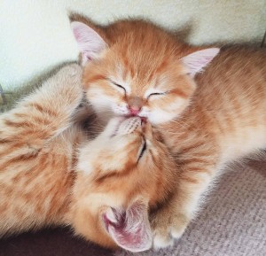 Создать мем: животные котики, рыжие кошки обнимаются, спящий рыжий котенок