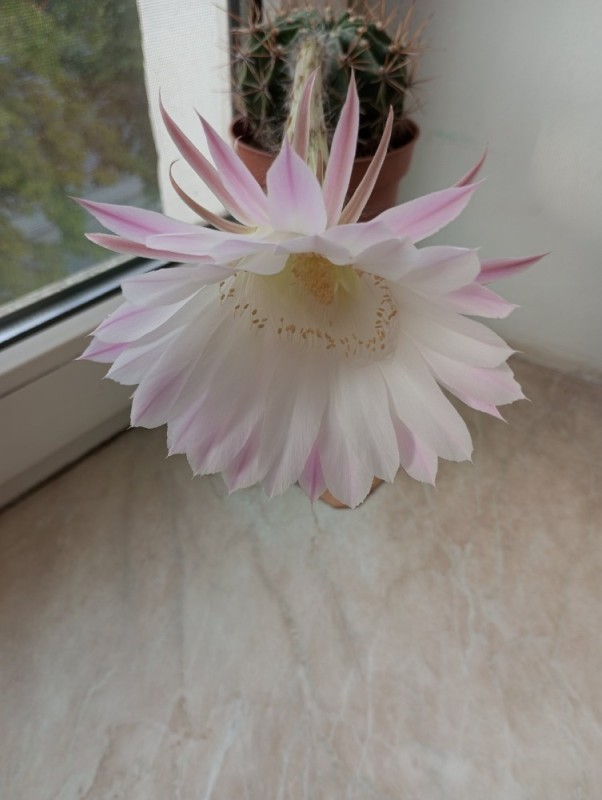 Create meme: echinopsis cactus, Echinopsis, blooming cactus