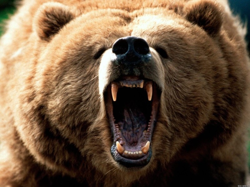 Создать мем: медведь гризли, свирепый медведь, медведь оскал