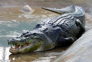 Создать мем: крокодил