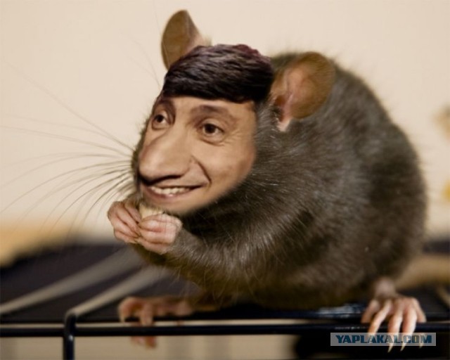 Create meme: dumbo rats, mouse rat, rat common