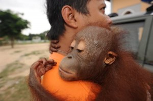 Create meme: a family of orangutans, monkey, baby orangutan