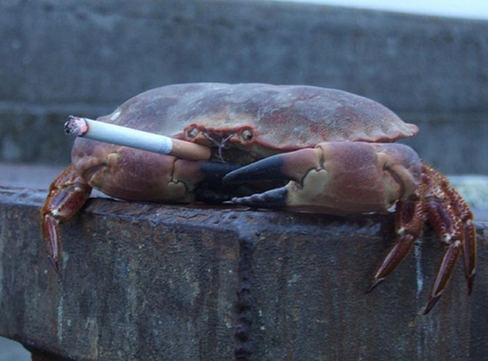 Create meme: crabs , live crab, black sea crab