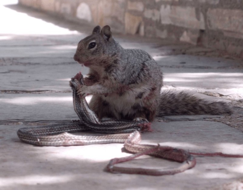 Create meme: American protein, a squirrel attacked a snake, squirrel snake