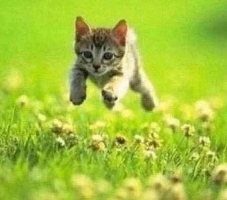 Create meme: the kitten is running, cat , the kitten is free