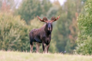 Create meme: elk European, wild elk, Ussurian moose