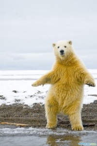 Создать мем: смешной медведь, белый медведь на задних лапах, polar bear