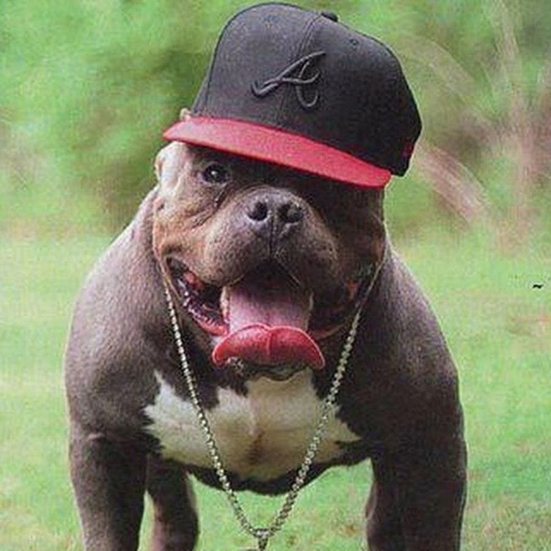 Create meme: pit bull , American bulldog Bully, people