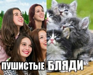 Create meme: kitty, cute cats, funny cats