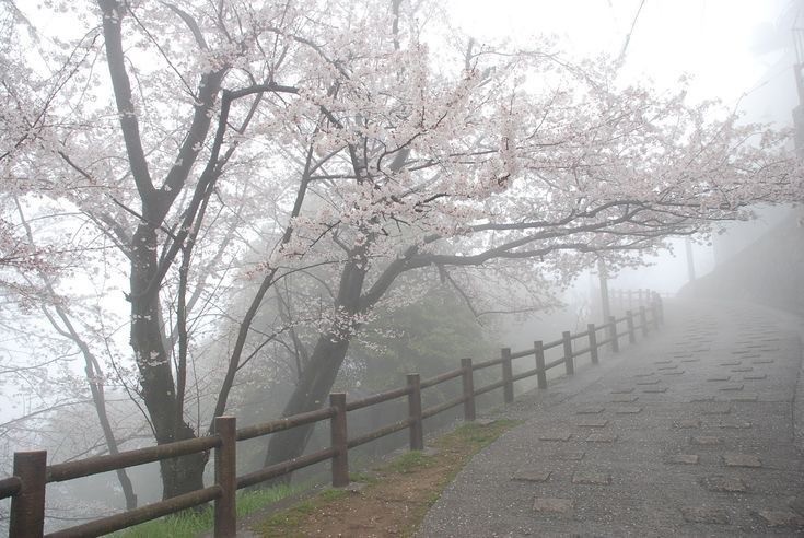 Create meme: cherry blossom, Sakura , Seoul Sakura