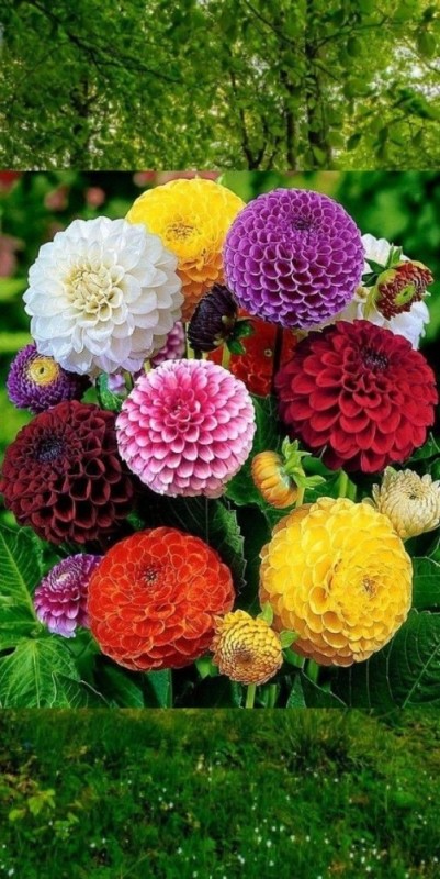 Create meme: dahlia flowers, dahlias are spherical, dahlias