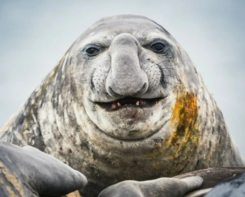 Create meme: elephant seal, sea elephant Idon, northern elephant seal