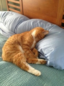 Создать мем: уставший кот, спящий рыжий кот, спящий кот