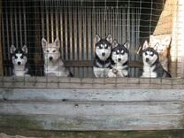 Create meme: husky dog, Siberian husky , siberian husky puppies