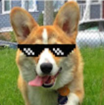 Create meme: breed Corgi, Corgi dog, Corgi