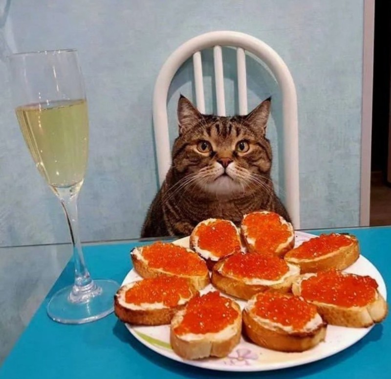 Create meme: cat with caviar, cat sandwich, humor cats