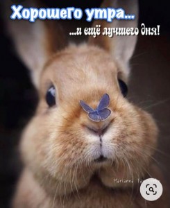 Создать мем: веселый кролик, самые милые кролики, красивые кролики