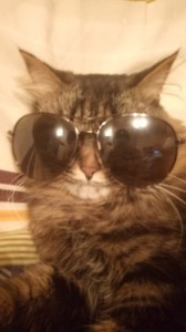 Create meme: cats, cat, Wallpaper cat in the glasses