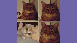 Create meme: memes cat, meme cat, meme cat