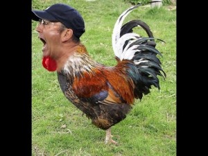 Create meme: poultry, hen, roasted rooster