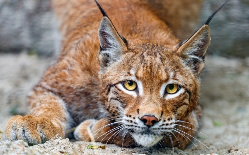 Create meme: lynx muzzle, the lynx is wild, lynx caracal