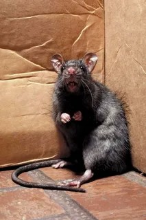 Create meme: the rat is big, a large grey rat Pasyuk, the rat is an intelligent animal