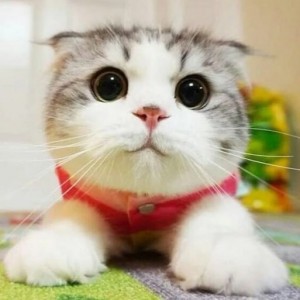 Create meme: cute cats, cute cat, seals cute cute