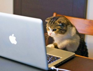 Создать мем: кот с компьютером, котик за компьютером, кот