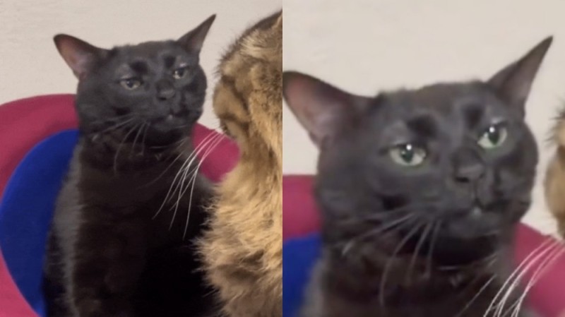 Создать мем: мем с черной кошкой, кошка, бомбейская кошка
