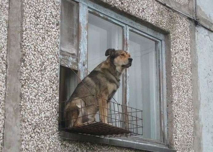 Create meme: the dog in the window, dog balcony, dog male