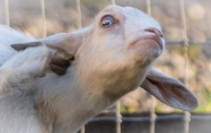 Create meme: goat, disease goats, the muzzle of a goat photo