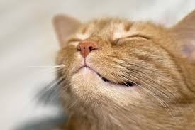 Create meme: happy face, the cat is happy, contented face of a cat 