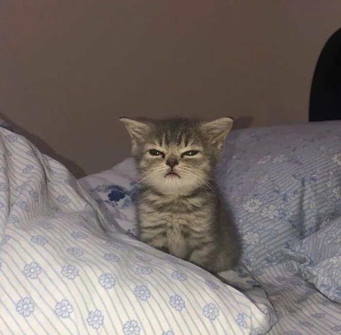 Создать мем: невыспавшийся котенок, сонный котенок, сонный котенок мем