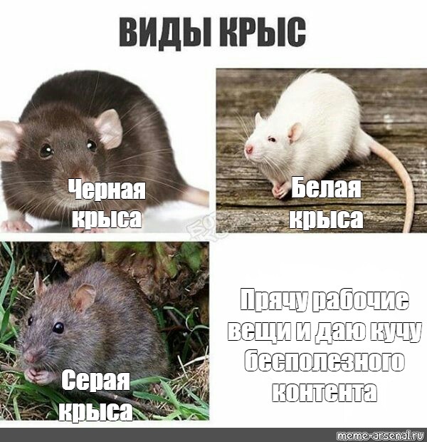 Крыса мем