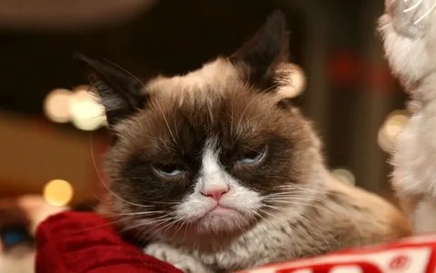 Create meme: unhappy cat , unhappy cat, evil cat