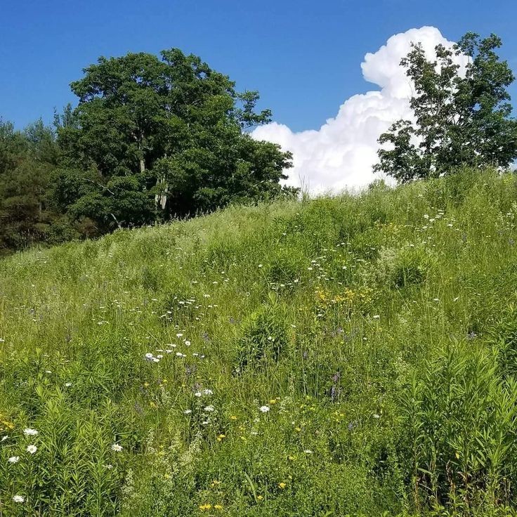 Create meme: meadow , Fedyakinsky forest, gorodishche 1 Voskresensky district