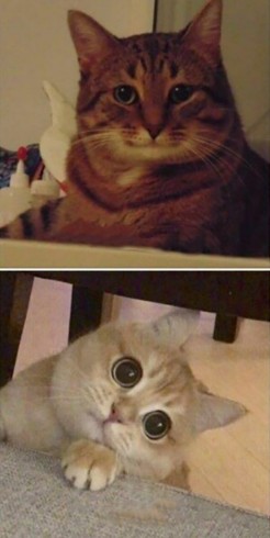 Create meme: seals meme, an understanding cat, smiling cat meme