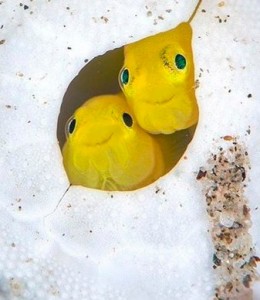 Create meme: the angel fish yellow, fish fraud, fish