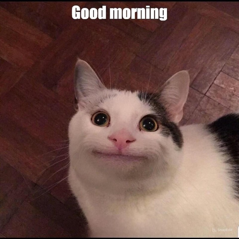 Create meme: cat smiles meme, smiling cat meme, smiling cat 