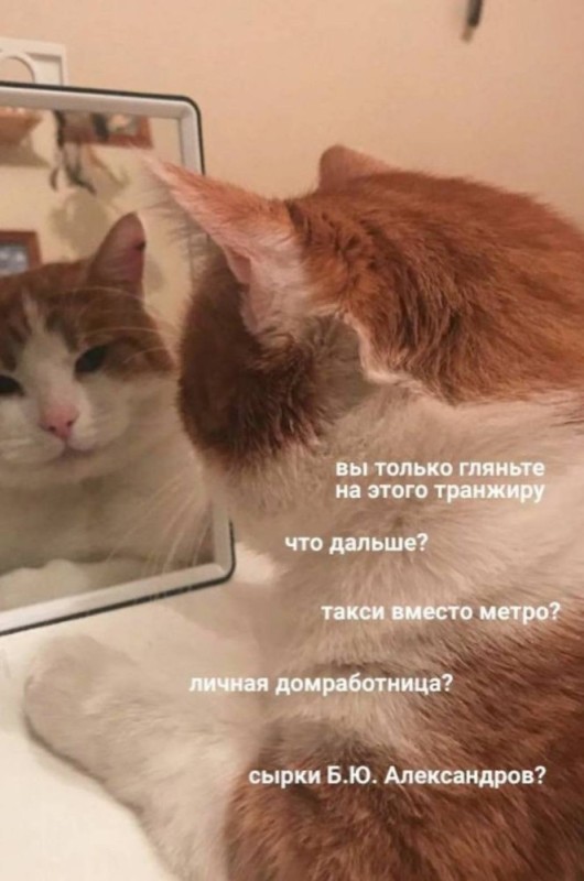 Create meme: the cat admires himself in the mirror, cat funny , cat 