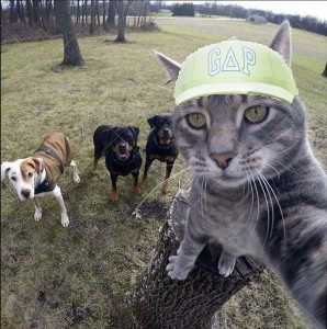Create meme: cat, cat selfie, cat selfie with the dogs