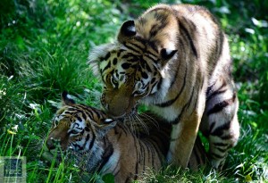 Create meme: tiger animal, animals tiger, the Amur tiger wedding