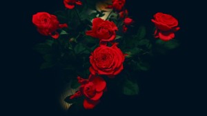 Create meme: dark roses Wallpaper, the Wallpapers rose on a black background, red roses background