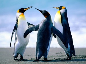 Create meme: penguins Windows 7, dance of the penguins, penguin back
